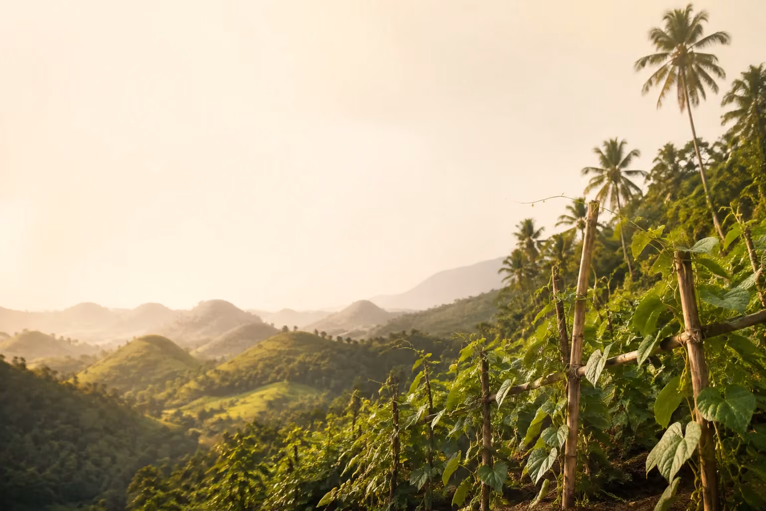 Editorial illustration of Philippine hills and climbing yam cultivation