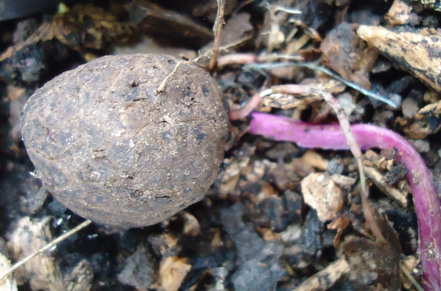 Purple yam photographed in Mindanao