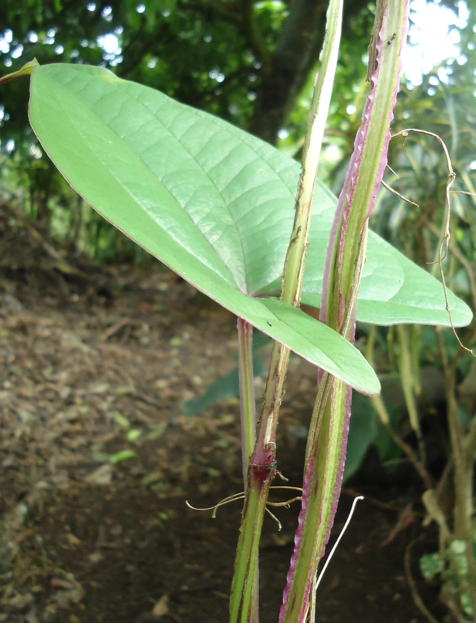 Real Dioscorea alata leaves and vine photographed in Mindanao, Philippines